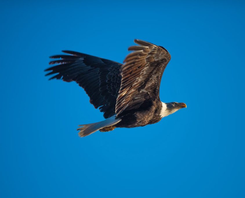 American Bald Eagle in Flight in Juneau, Alaska